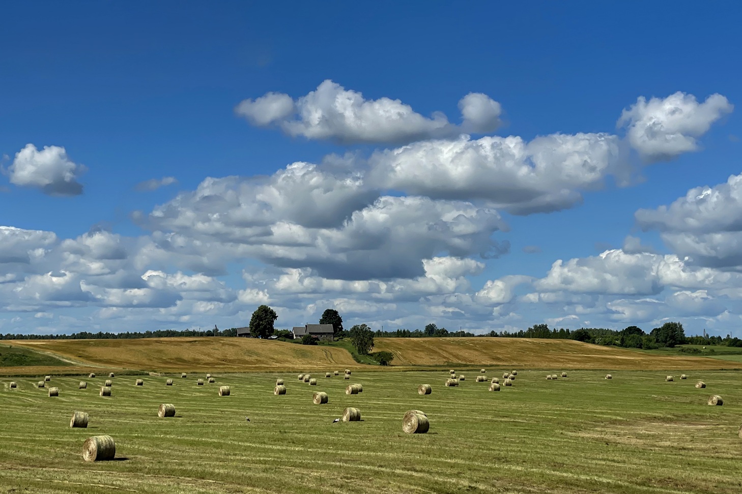 vasras-siena-plava